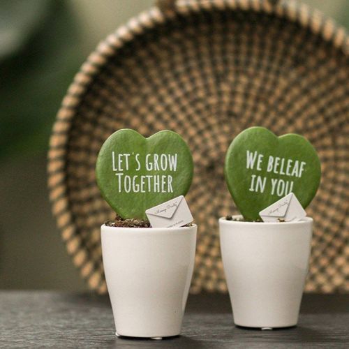 Hjerteplante - Billede 4